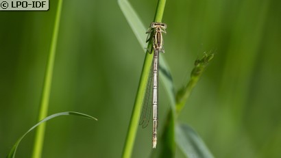 Agrion à larges pattes