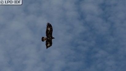 Aigle royal