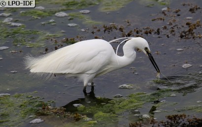 Aigrette garzette