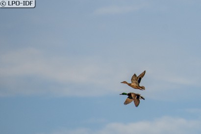 Canard colvert