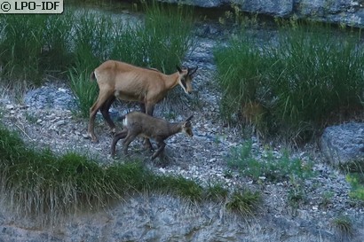 Chamois