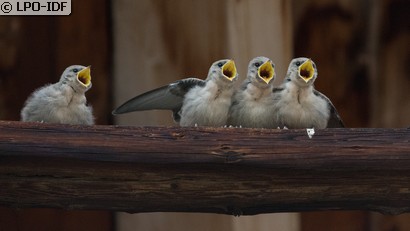Hirondelle de rochers