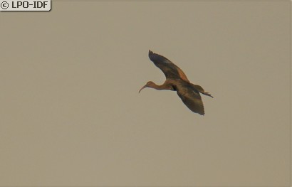 Ibis falcinelle