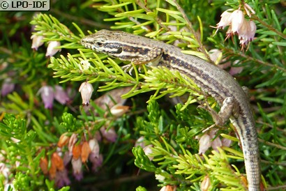 Lézard des murailles