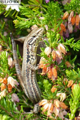 Lézard des murailles