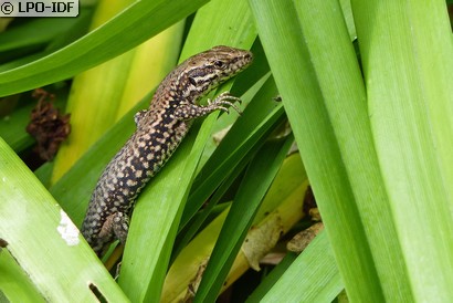Lézard des murailles