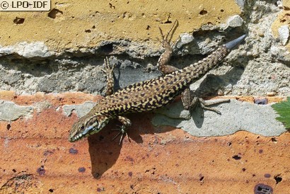 Lézard des murailles