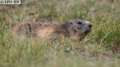 Marmotte