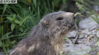 Marmotte