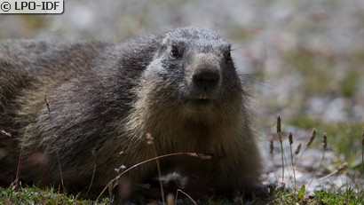 Marmotte