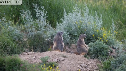 Marmotte