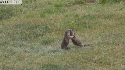 Marmotte