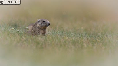 Marmotte