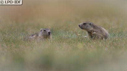 Marmotte