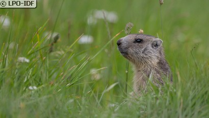 Marmotte