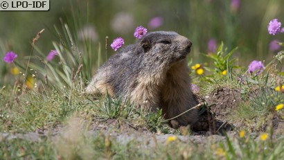 Marmotte