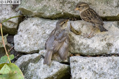 Moineau domestique