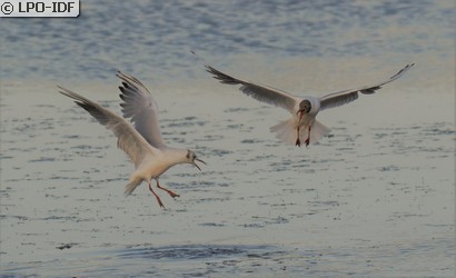 Mouette rieuse
