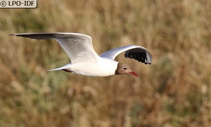 Mouette rieuse