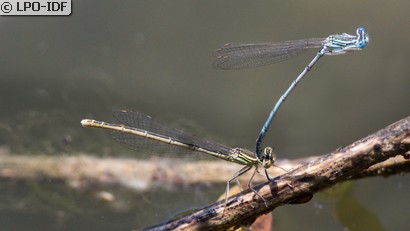 Agrion à larges pattes