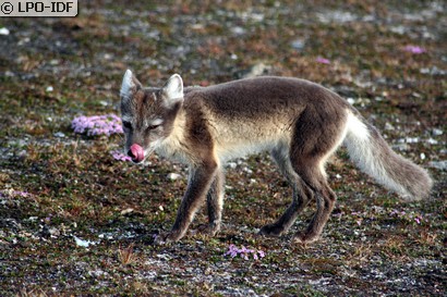 Renard polaire