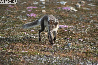 Renard polaire