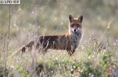 Renard roux