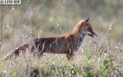 Renard roux
