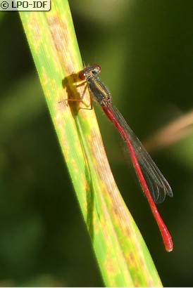 Agrion délicat