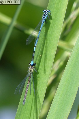 Agrion jouvencelle