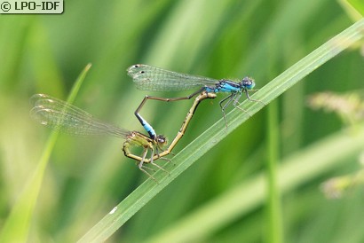 Agrion élégant