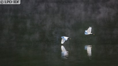 Aigrette garzette