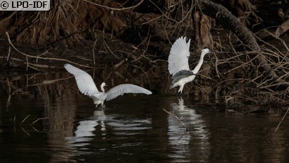 Aigrette garzette