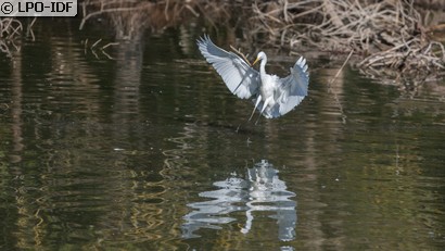Aigrette garzette