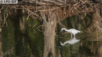 Aigrette garzette
