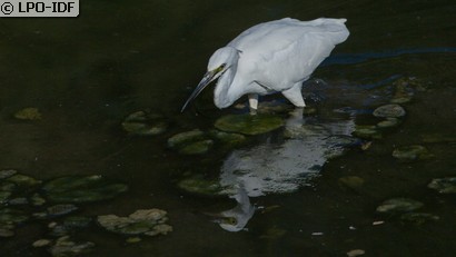 Aigrette garzette