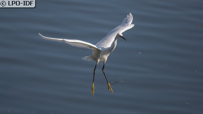 Aigrette garzette