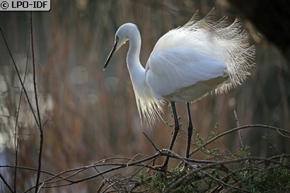 Aigrette garzette