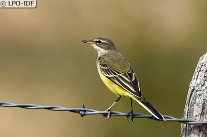 Bergeronnette printanière