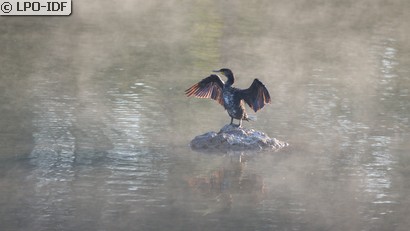 Grand Cormoran