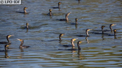 Grand Cormoran