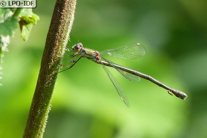 Leste vert