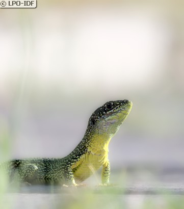 Lézard à deux raies