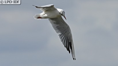 Mouette rieuse