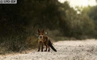 Renard roux