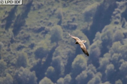 Vautour percnoptère