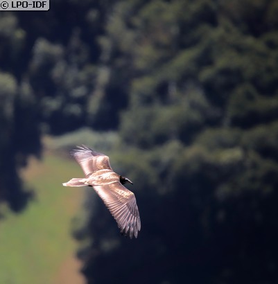 Vautour percnoptère