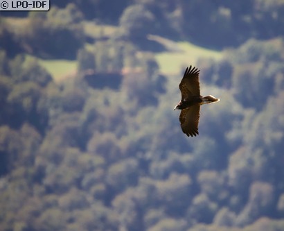 Vautour percnoptère