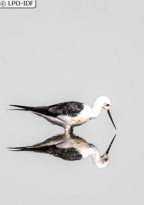 Échasse blanche