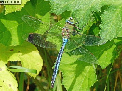 Anax empereur